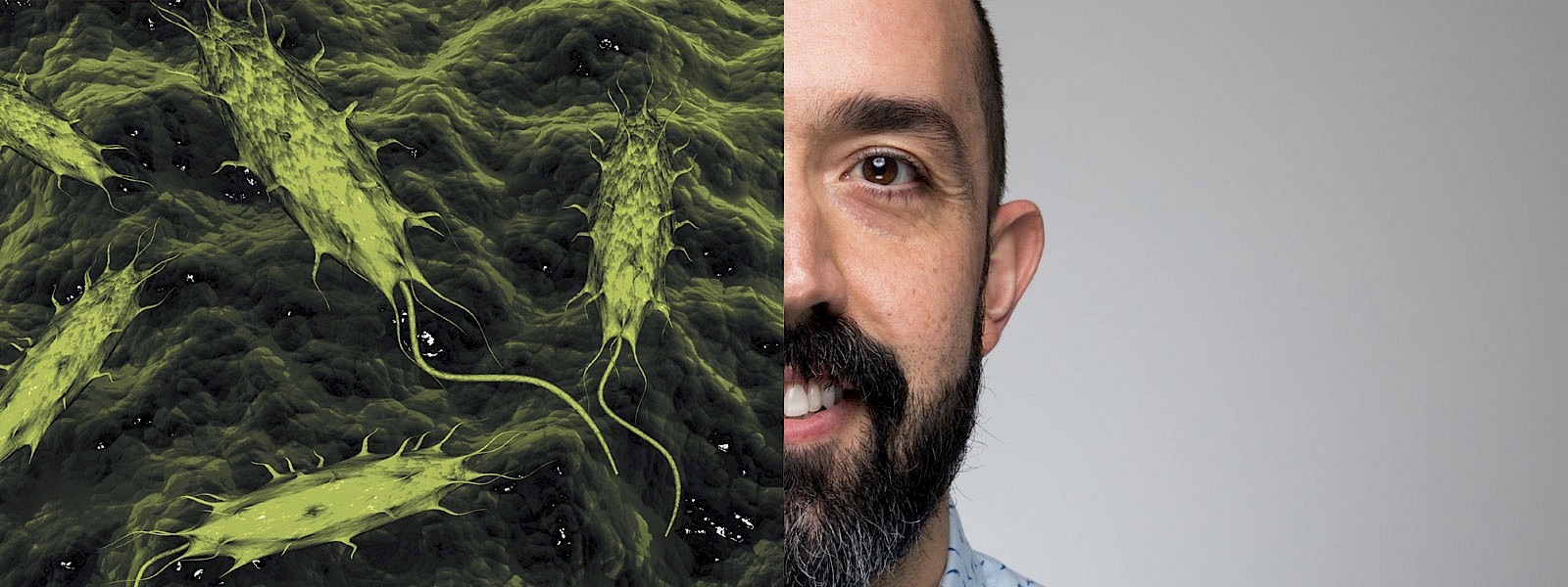 cannabis aspergillus testing kit